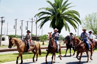 Horses